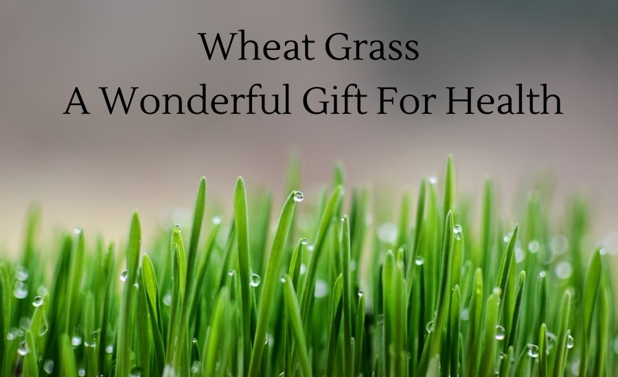 Health benefits of wheatgrass powder hotsell